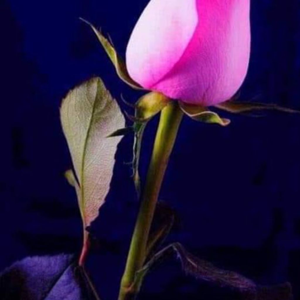 Yılmaz ...s.k..c from TR on Tango Live
