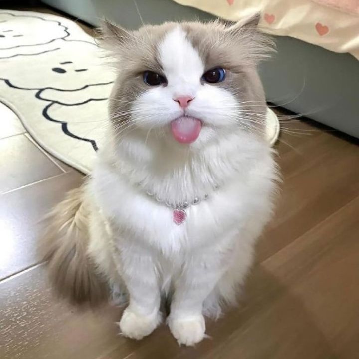 Nice Cat from IN on Tango Live
