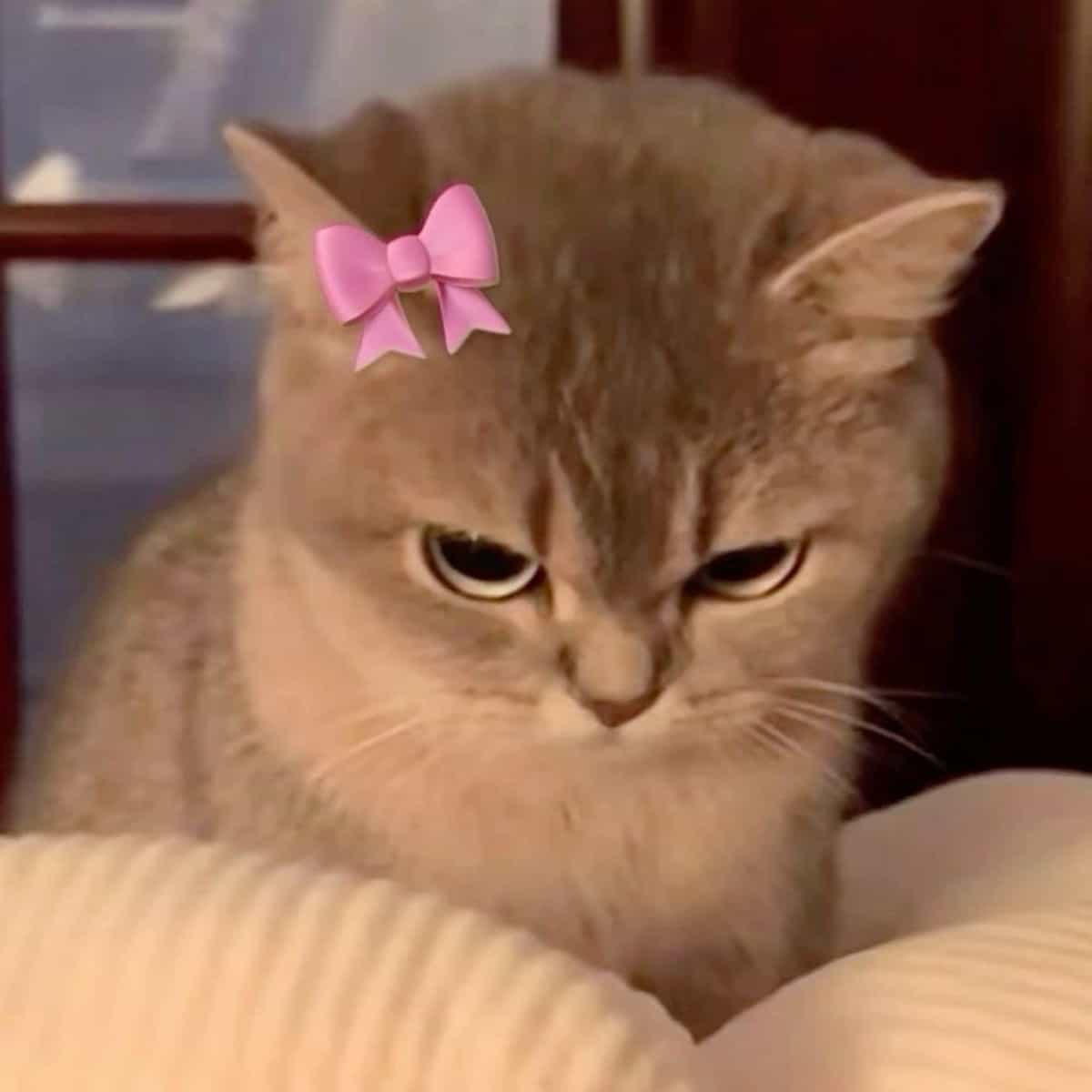 404❗️Cuteee🐱