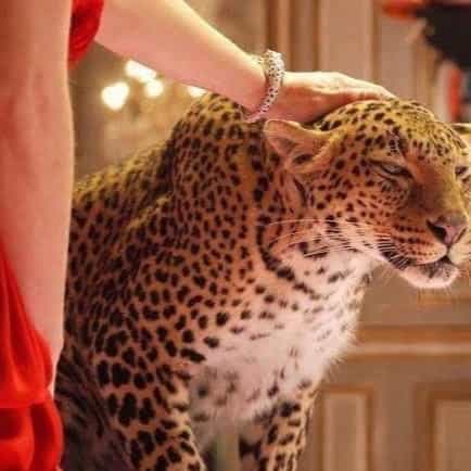 القطه والشرس💃🏻🔥