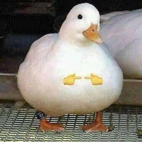 Silly Goose