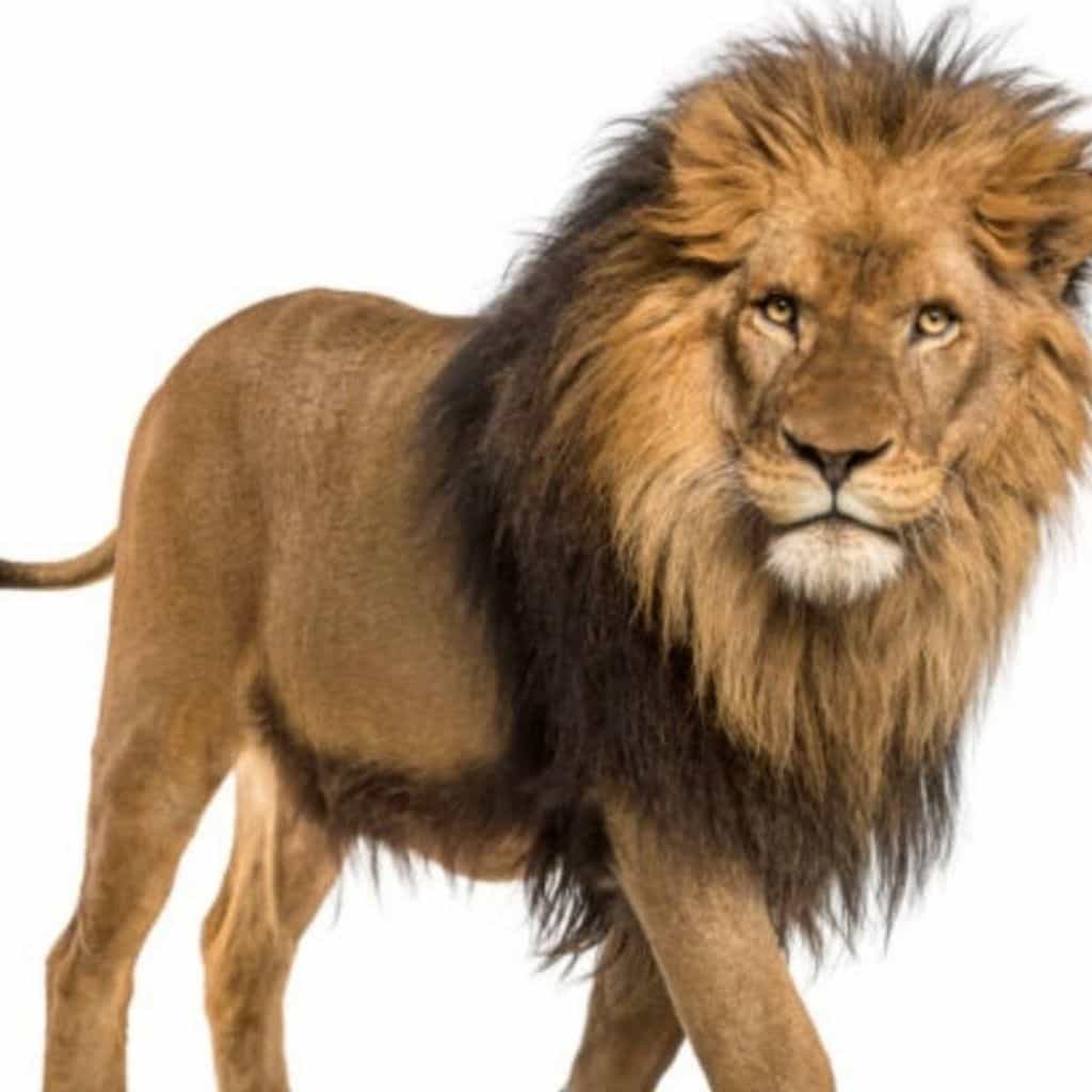 🦁KRAL🦁yeni
