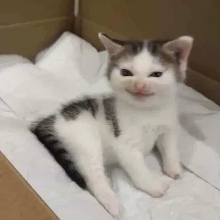 🐾