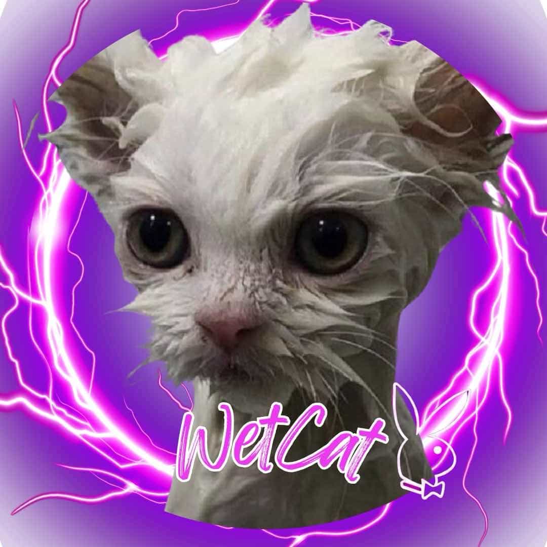 Wet_Cat