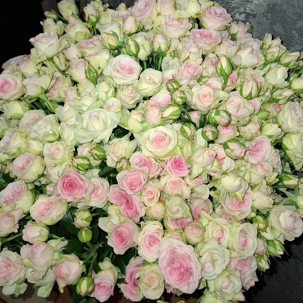 Альона from UA on Tango Live