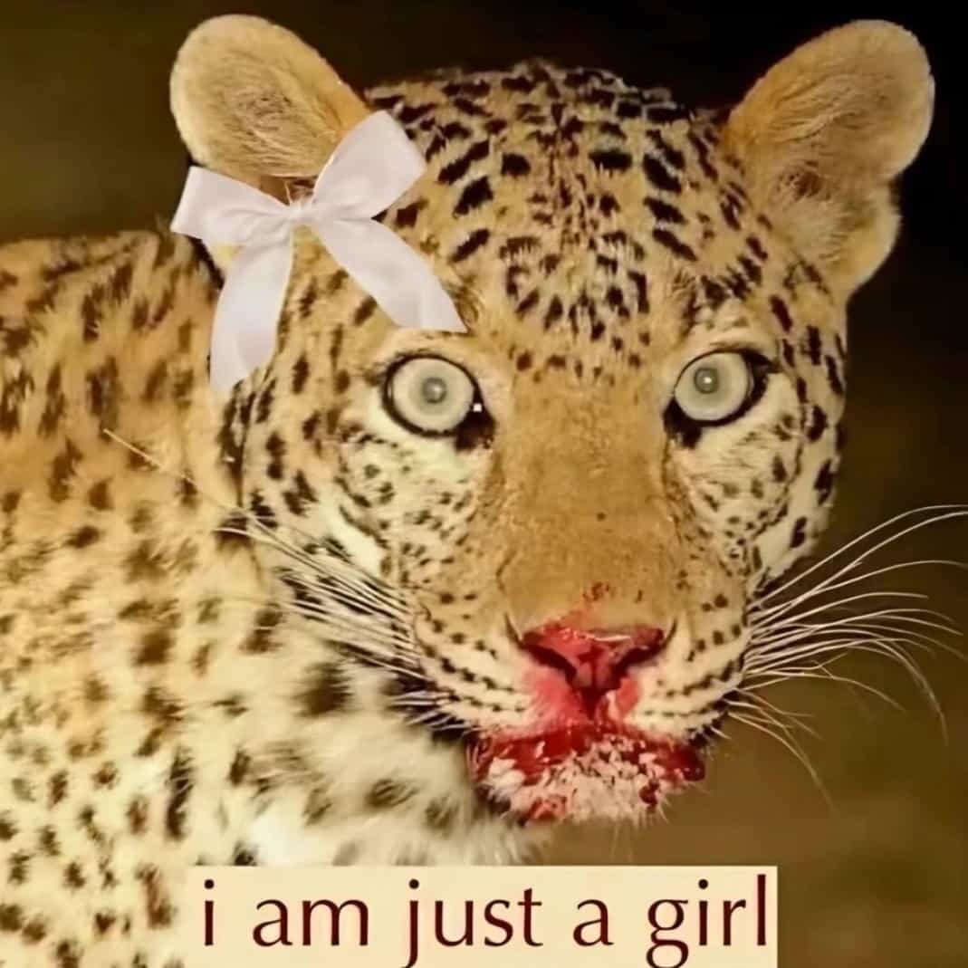 الماسة 💎