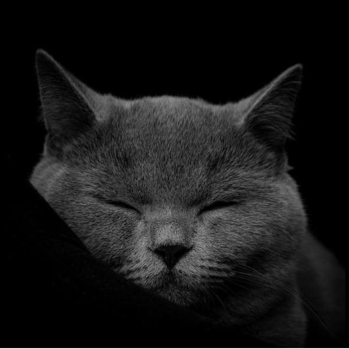 Tuxedo Cat from UA on Tango Live