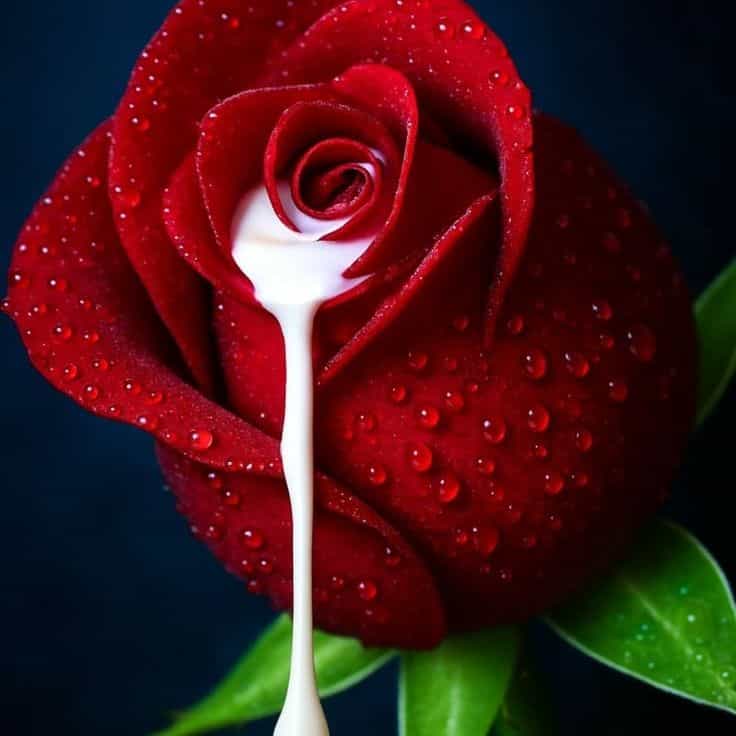 Purelove♥️♥️