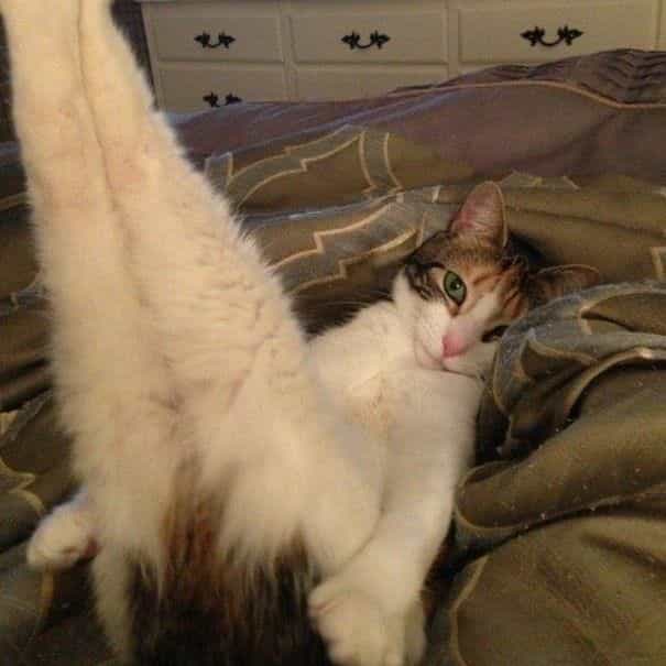 prettyCat♥️