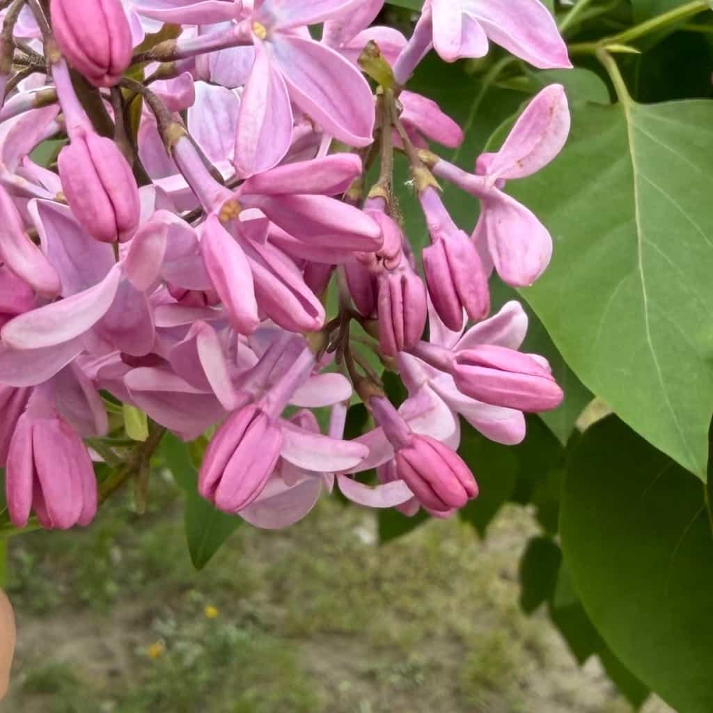 Ledi