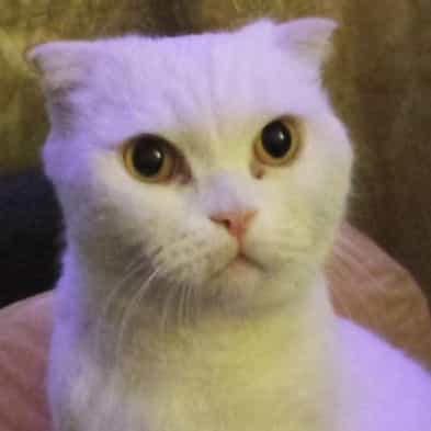Kisa