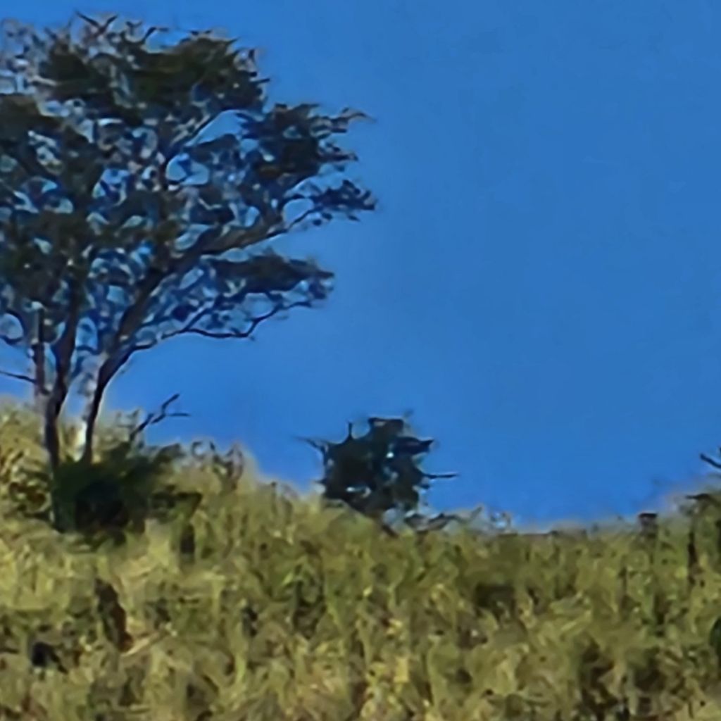 Nena mala from MX on Tango Live