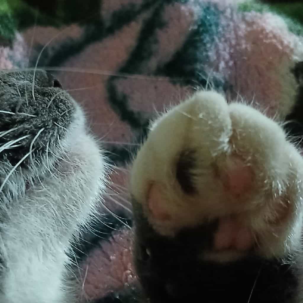 Mimimi🌺