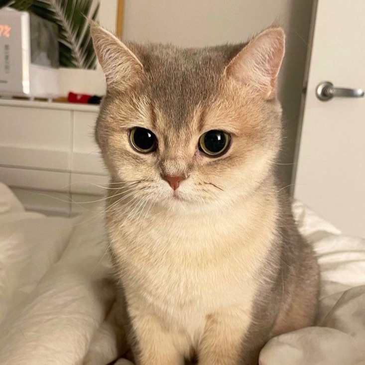 Kitten ✨ from UA on Tango Live