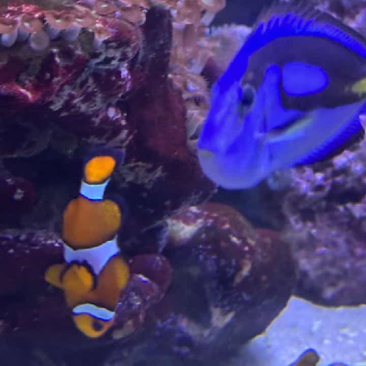 Dory☺️