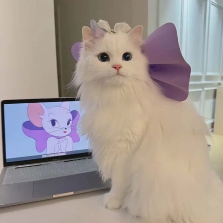 Boboo🦄🎀. from US on Tango Live