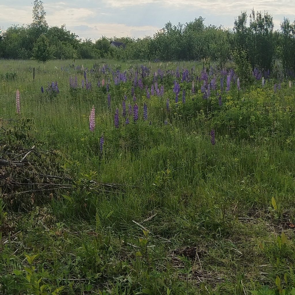 Karamelka from RU on Tango Live
