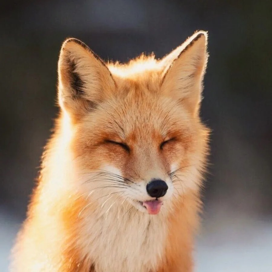 Sensual FOXY🦊 on Tango Live