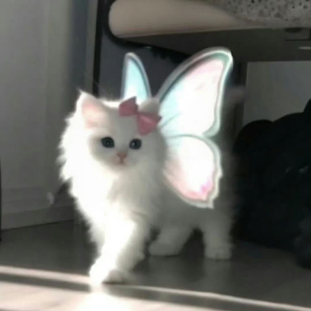 🦋Zhuxin🦋⁶⁹ from UA on Tango Live