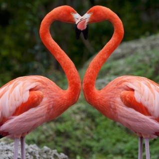 Miss Flamingo on Tango Live