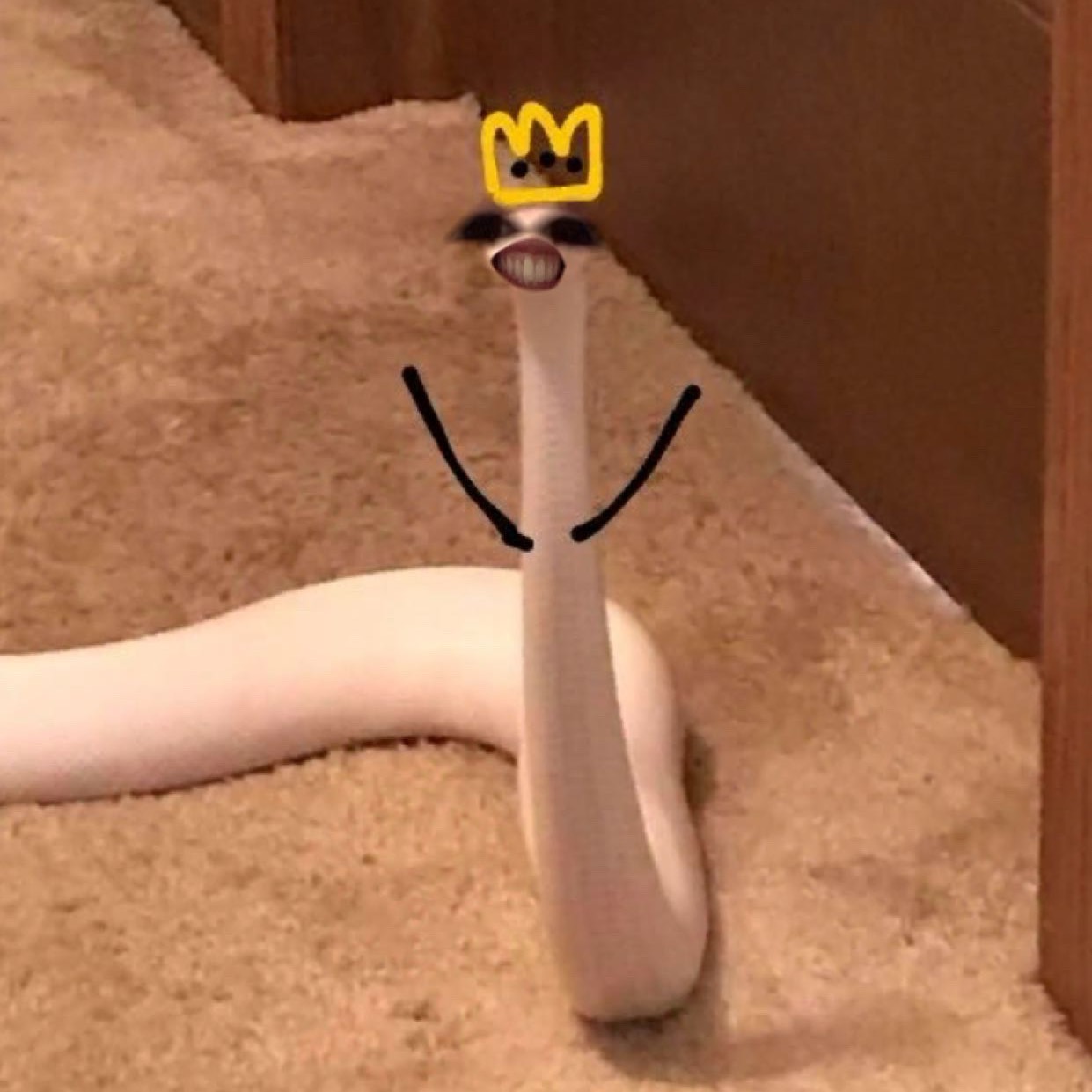 Forest 🦢 on Tango Live