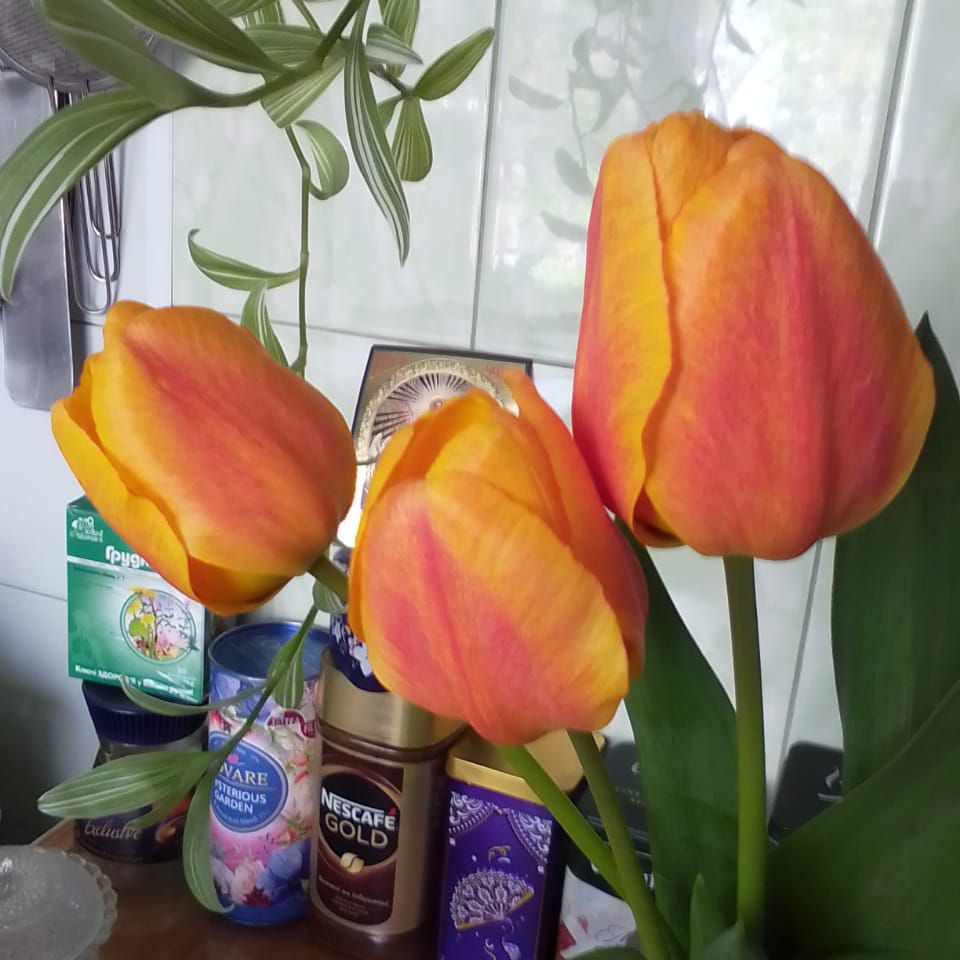 Яна from UA on Tango Live
