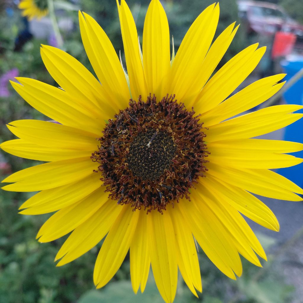 Cathy🌻 from CO on Tango Live
