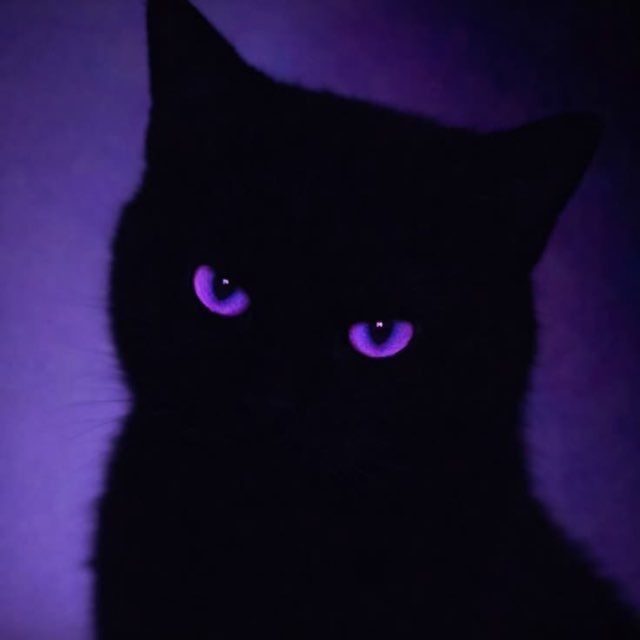 MimeowMi from RU on Tango Live